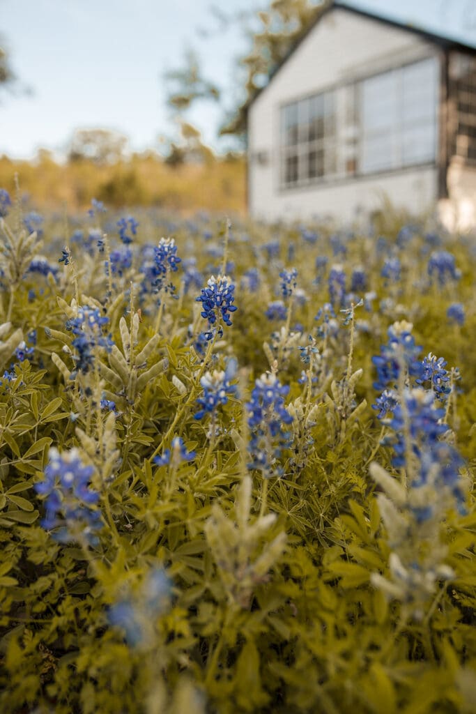 Outdoor family photography with Texas wildflowers and sunset glow

